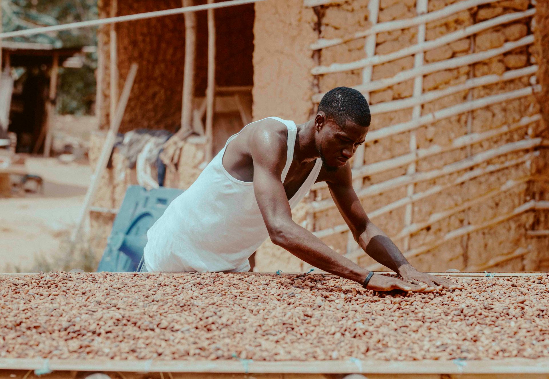 A farmer spreading cacao beans on a drying bed